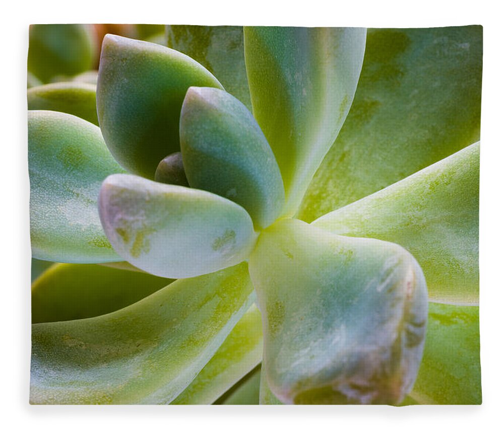 Beautiful Fleece Blanket featuring the photograph Blue Pearl Plant by Raul Rodriguez