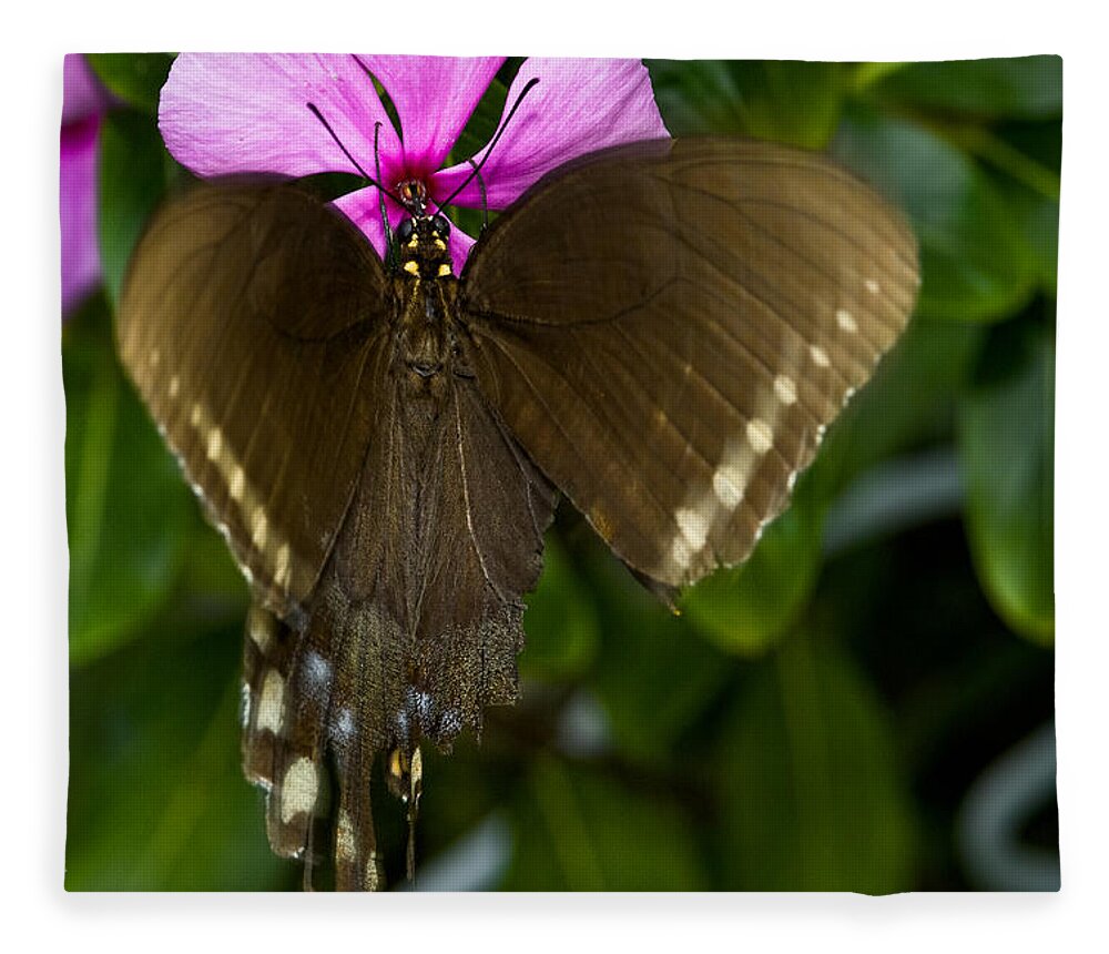 Photograph Fleece Blanket featuring the photograph Dining Out by Christopher Holmes