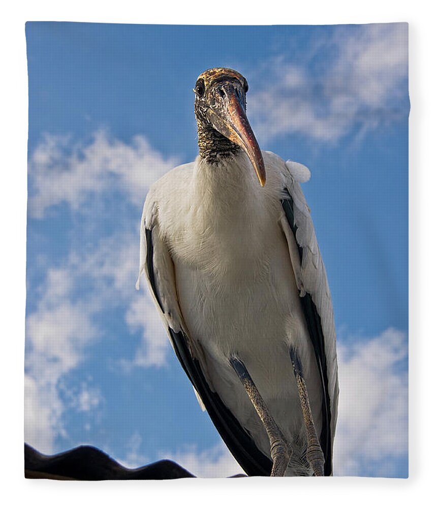 Stork Fleece Blanket featuring the photograph Do I Know You by Christopher Holmes