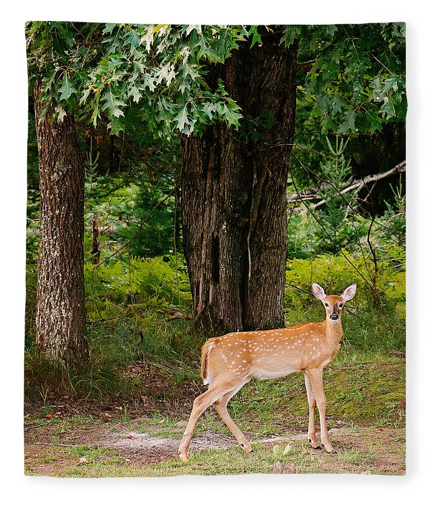 Whitetail Deer Fleece Blanket featuring the photograph Fawn in the Woods Portrait by Gwen Gibson