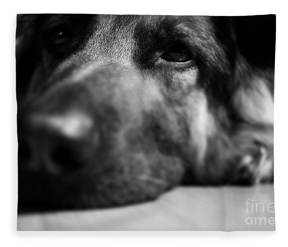 Tired Fleece Blanket featuring the photograph Dog Eyes Always Watching by Frank J Casella