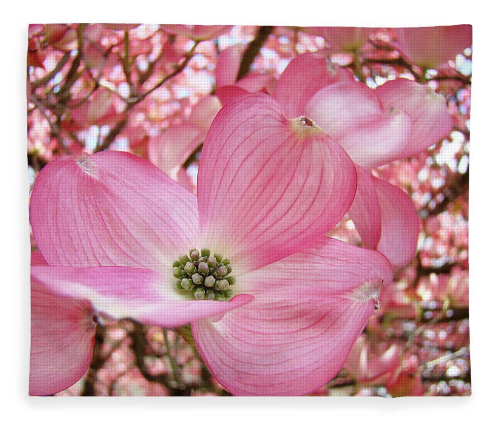 Pink Dogwood Trees in Spring Photography Canvas Print Art Decor Wall 