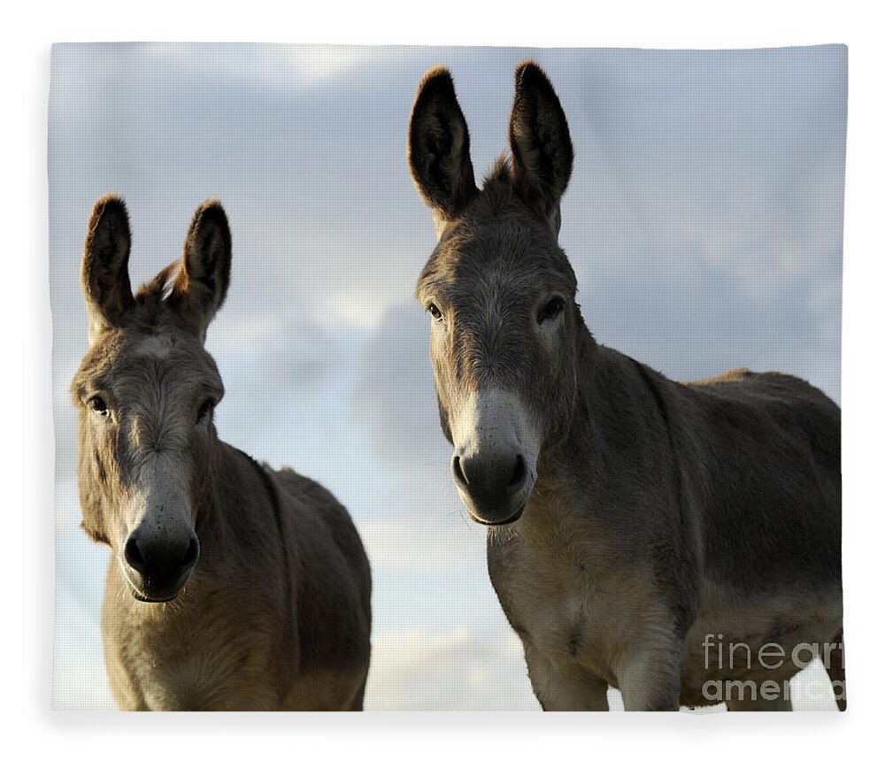 Donkeys Fleece Blanket featuring the photograph Donkeys #599 by Carien Schippers