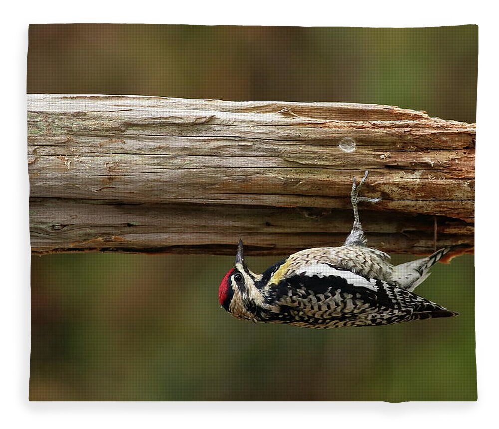 Bird Fleece Blanket featuring the photograph Hairy Woodpecker by Daniel Reed