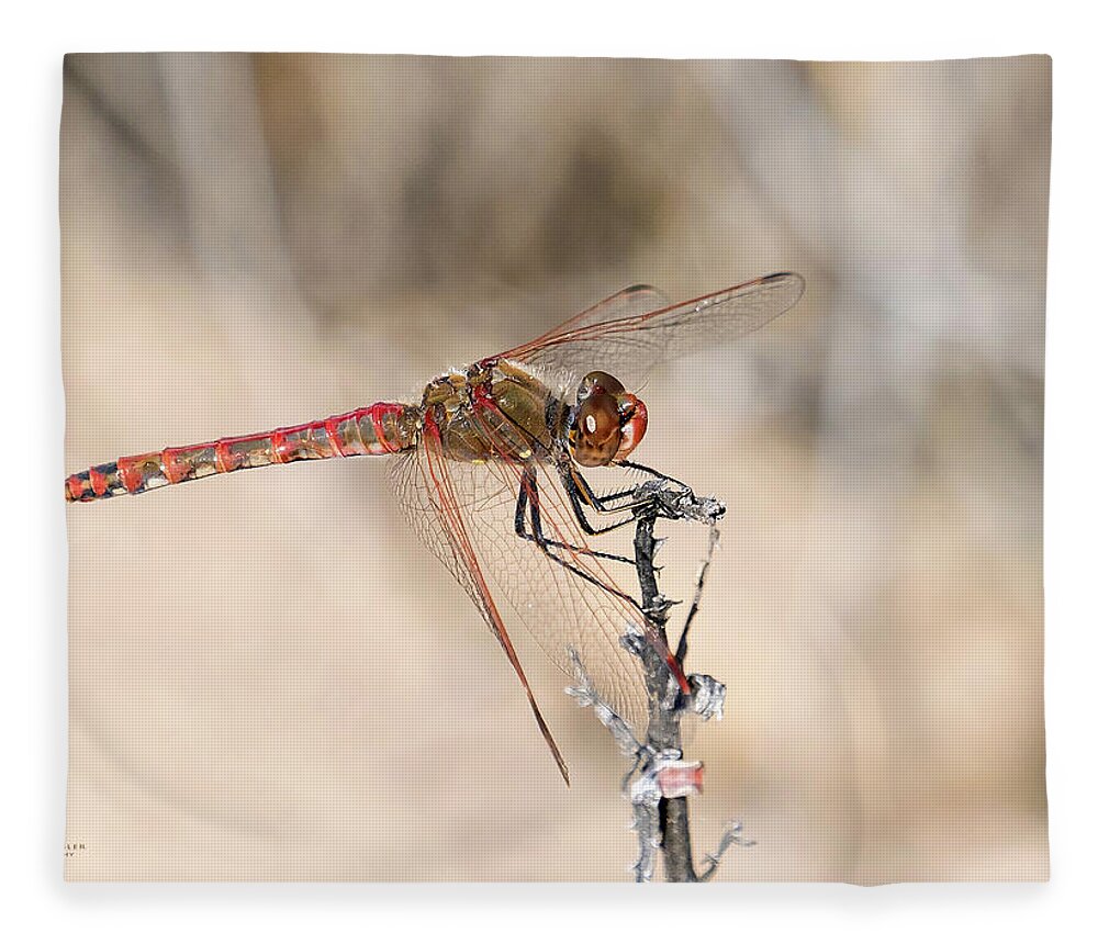 Dragonfly Fleece Blanket featuring the photograph Dragonfly Resting by Judi Dressler