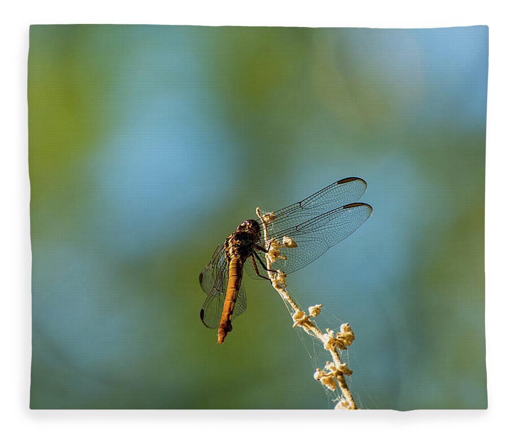 Dragonfly Fleece Blanket featuring the photograph Dragonfly Wings by Douglas Killourie