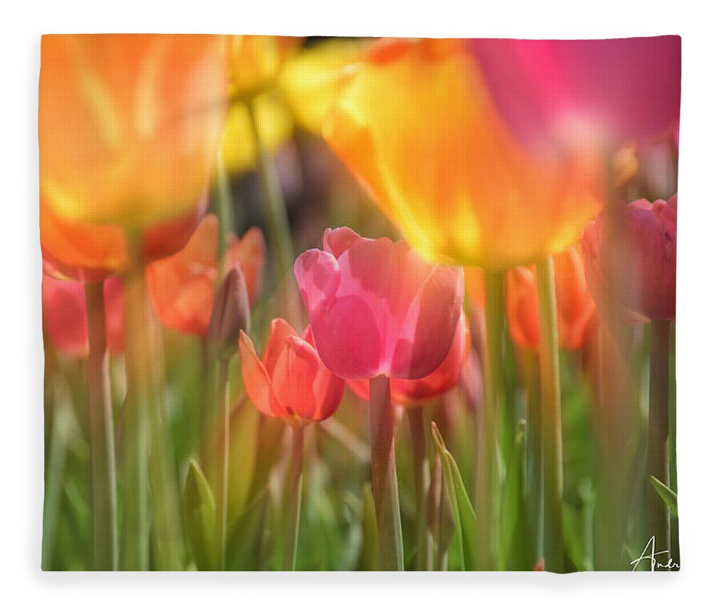 Tulip Fleece Blanket featuring the photograph Drenched In Sunlight by Andrea Platt