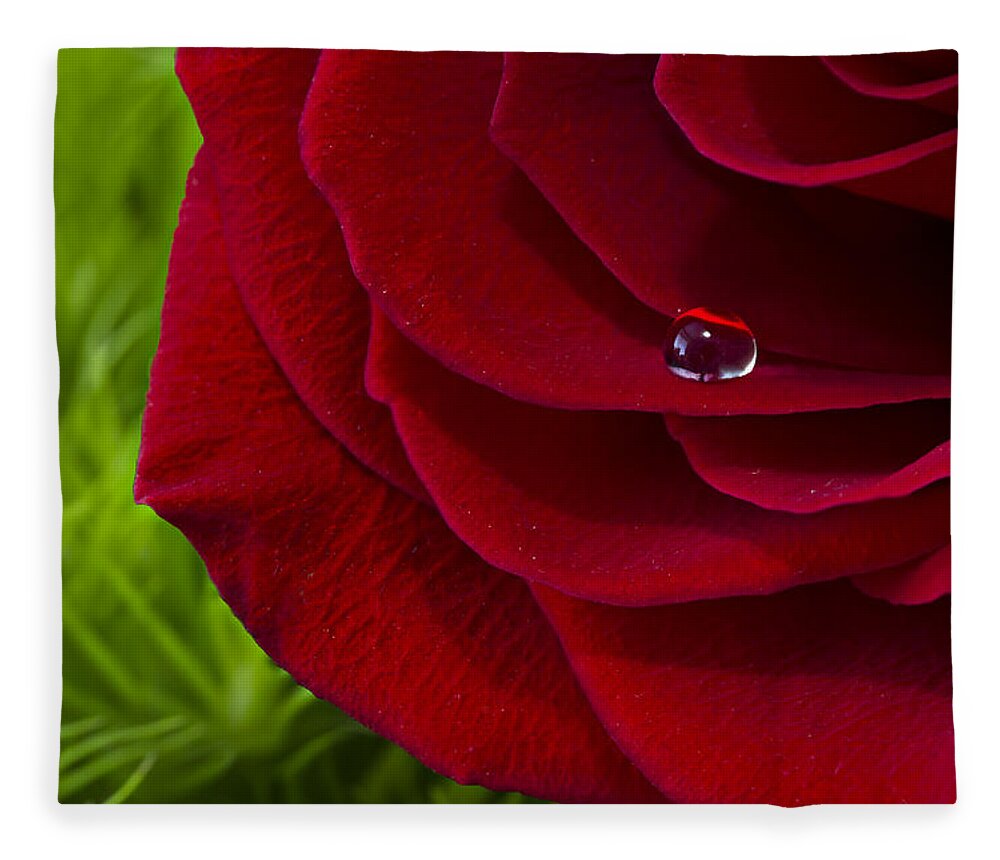Wall Art Fleece Blanket featuring the photograph Drop on a Rose by Marlo Horne