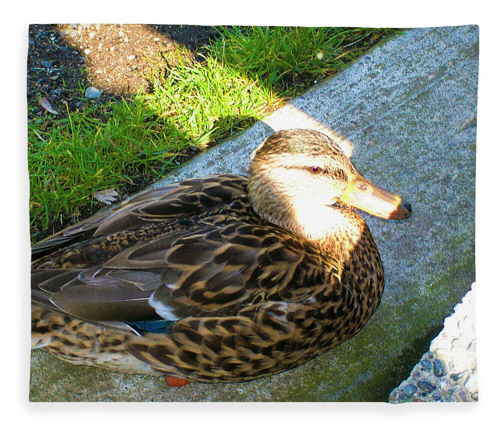 Duck Fleece Blanket featuring the photograph Duck Melanie Tweed in the Sun by Donna L Munro