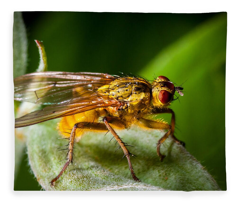 Insect Fleece Blanket featuring the photograph Dung Fly on Leaf by Jeff Phillippi