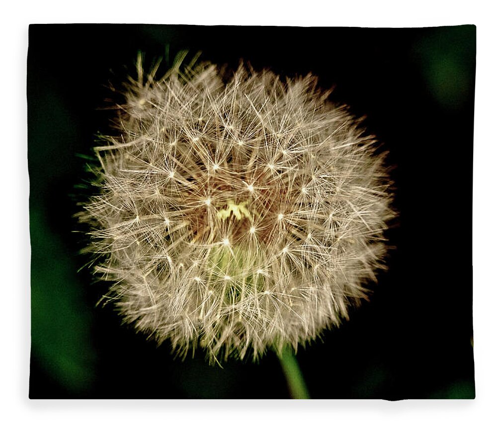 Dandelion Fleece Blanket featuring the photograph Early in the morning. by Elena Perelman