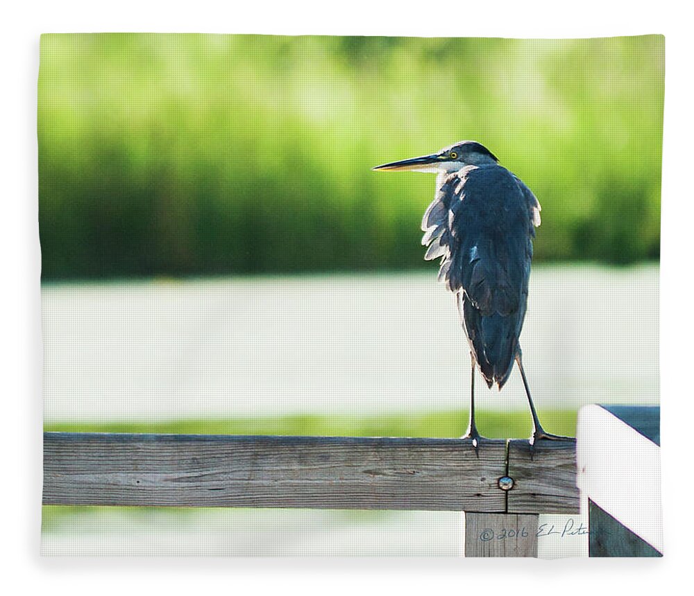 Great Blue Heron Fleece Blanket featuring the photograph Early Morning Great Blue Heron by Ed Peterson