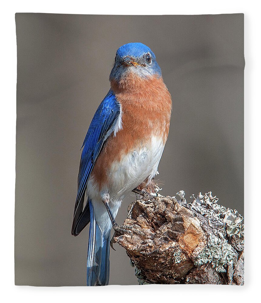 Nature Fleece Blanket featuring the photograph Eastern Bluebird DSB0300 by Gerry Gantt