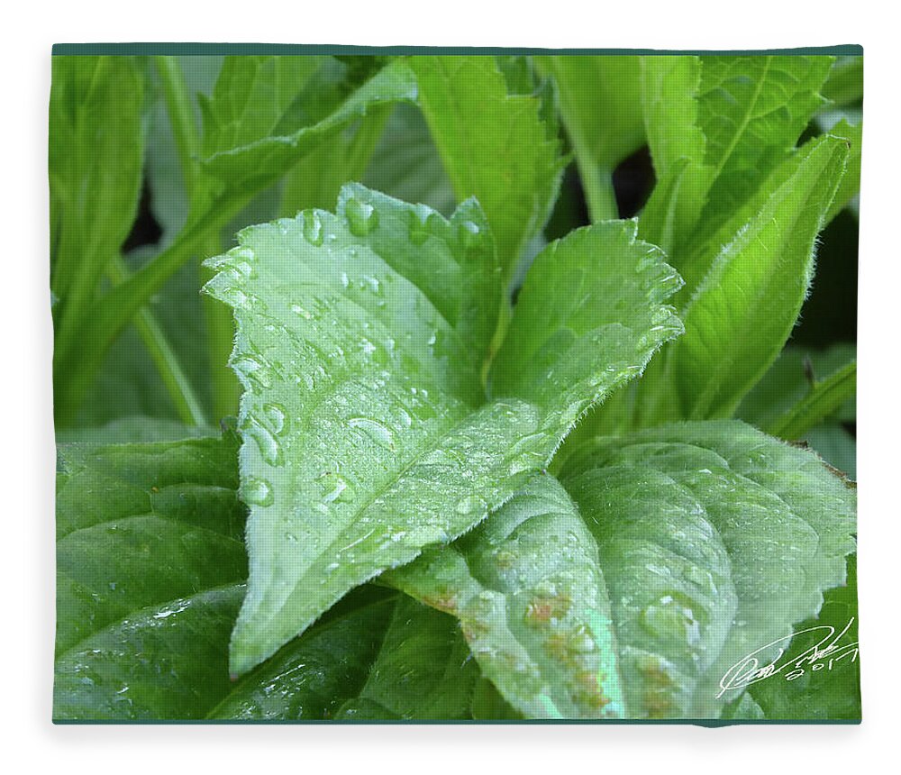 Coneflower Fleece Blanket featuring the photograph Echinacea After the Rain I by Leon deVose