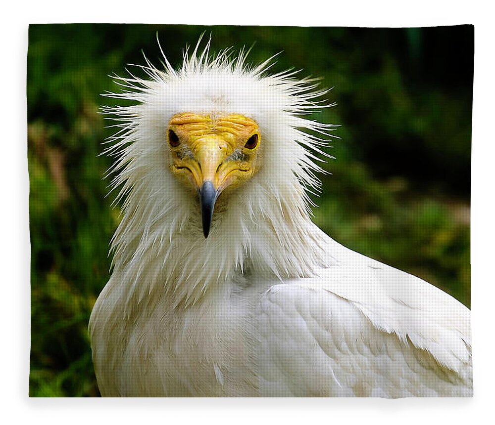 Vulture Fleece Blanket featuring the photograph Egyptian Vulture by Anthony Jones