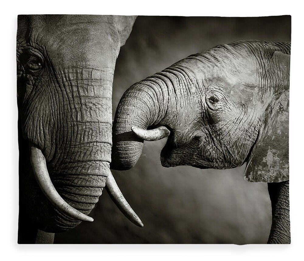 Elephant; Interact; Touch; Gently; Trunk; Young; Large; Small; Big; Tusk; Together; Togetherness; Passionate; Affectionate; Behavior; Art; Artistic; Black; White; B&w; Monochrome; Image; African; Animal; Wildlife; Wild; Mammal; Animal; Two; Moody; Outdoor; Nature; Africa; Nobody; Photograph; Addo; National; Park; Loxodonta; Africana; Muddy; Caring; Passion; Affection; Show; Display; Reach Fleece Blanket featuring the photograph Elephant affection by Johan Swanepoel