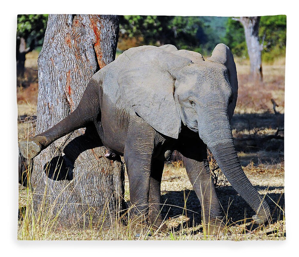 Elephant Fleece Blanket featuring the photograph Elephant Scratching Rump by Ted Keller