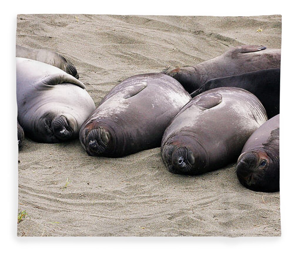 Seals Fleece Blanket featuring the photograph Elephant Seals by Anthony Jones