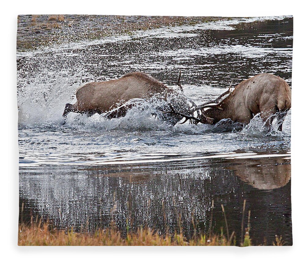 Elk Fleece Blanket featuring the photograph Elk Fight by Wesley Aston