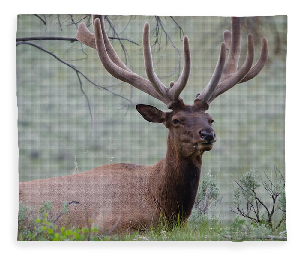 Bull Elk Paper Towel Holder