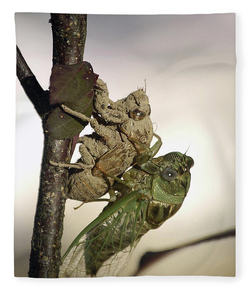 Nature Fleece Blanket featuring the photograph Emerging - Cicada 2 by DArcy Evans