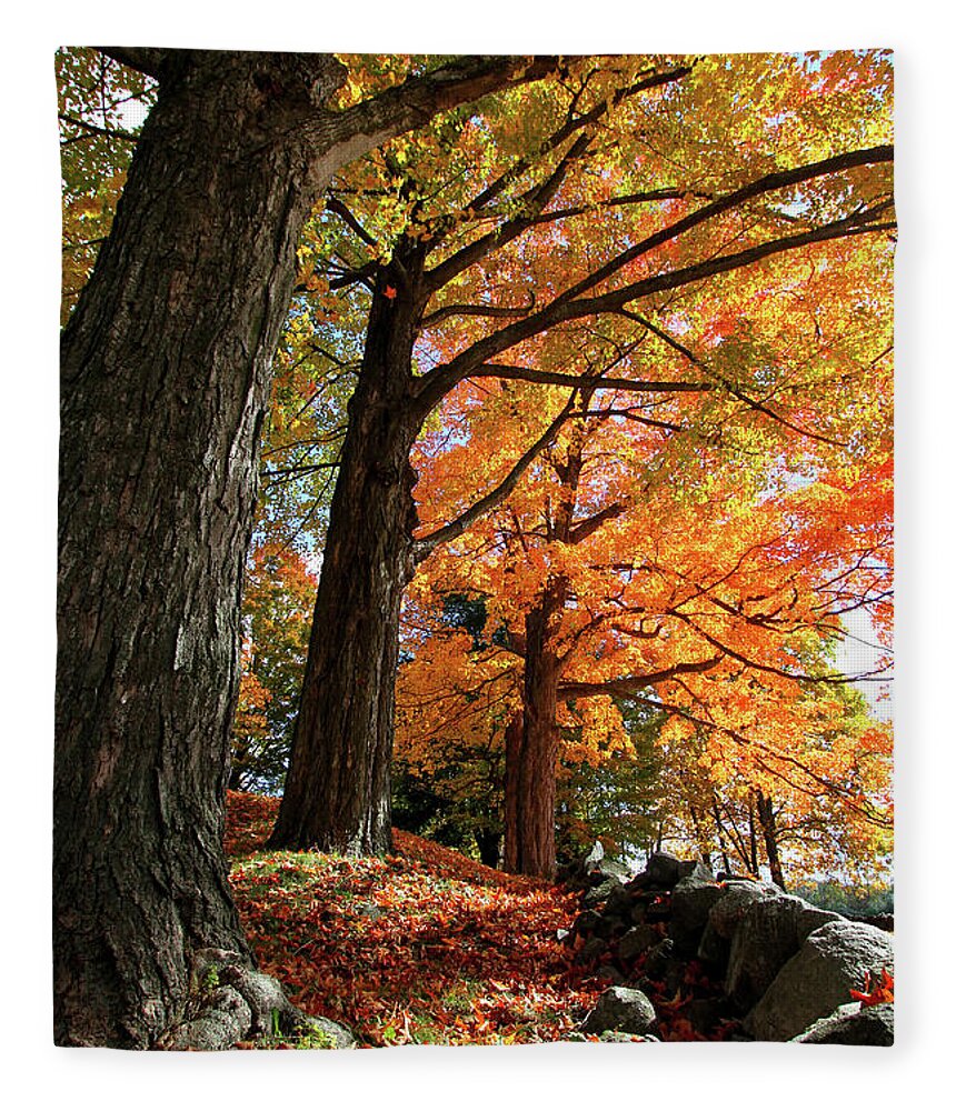 Photography Fleece Blanket featuring the photograph Emery Farm Trees Fall Foliage by Brett Pelletier