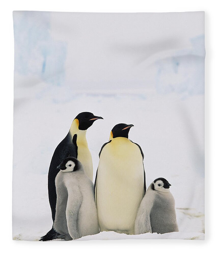 Mp Fleece Blanket featuring the photograph Emperor Penguin Aptenodytes Forsteri by Konrad Wothe