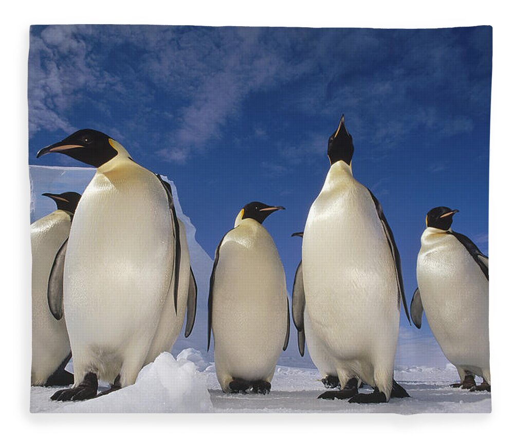 00140469 Fleece Blanket featuring the photograph Emperor Penguins Antarctica by Tui De Roy