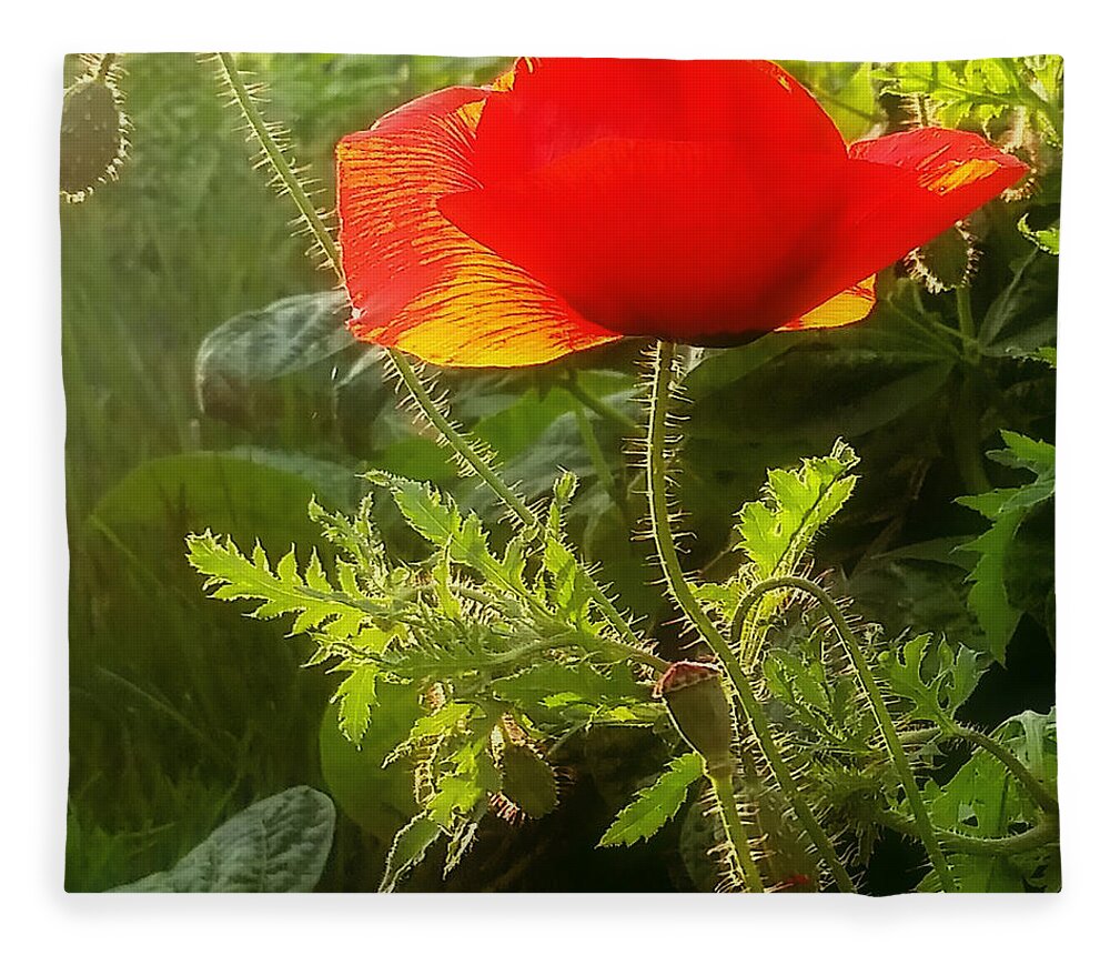 Poppy Fleece Blanket featuring the photograph Red Poppy at Sunset by Amanda Smith