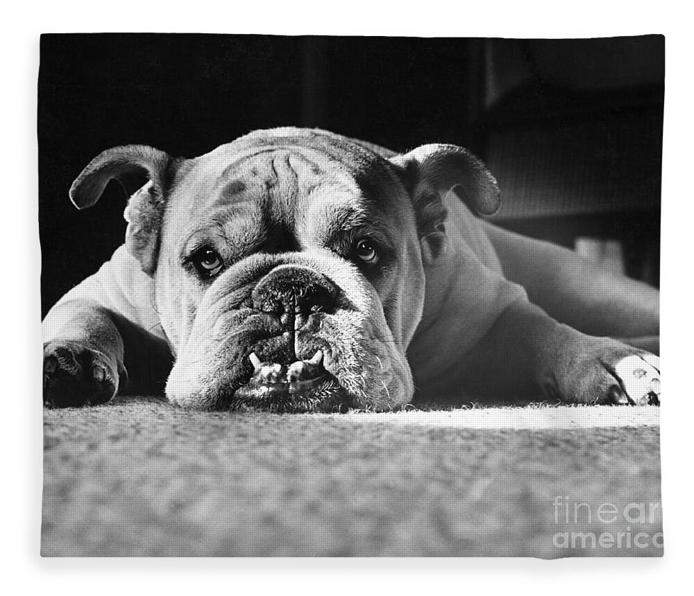 Animal Fleece Blanket featuring the photograph English Bulldog by M E Browning and Photo Researchers