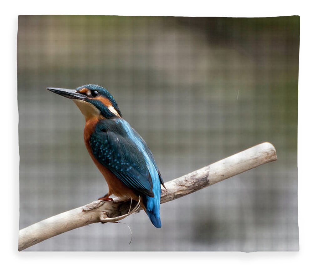 Alcedinidae Fleece Blanket featuring the photograph Eurasian Kingfisher by Andy Beattie