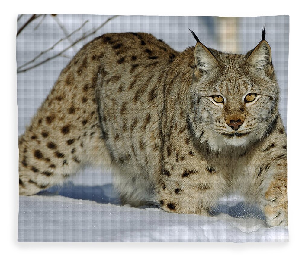 00449625 Fleece Blanket featuring the photograph Eurasian Lynx In Snow by Willi Rolfes