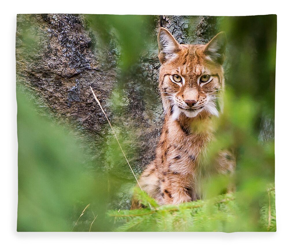 Eurasian Lynx Fleece Blanket featuring the photograph Eurasian lynx by Torbjorn Swenelius