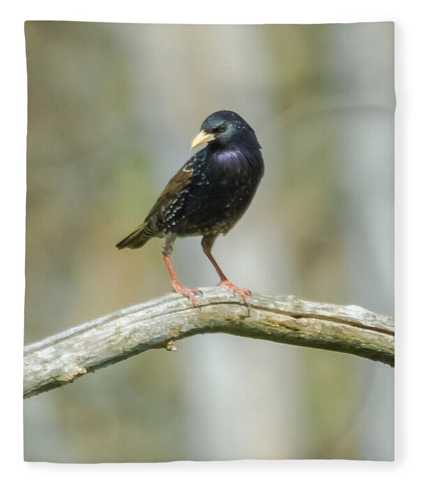 European Starling Fleece Blanket featuring the photograph European Starling by Holden The Moment