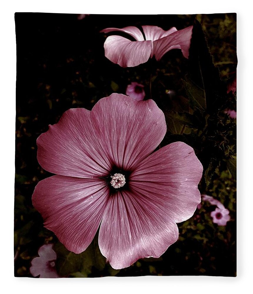 Flower Fleece Blanket featuring the photograph Evening Rose Mallow by Danielle R T Haney