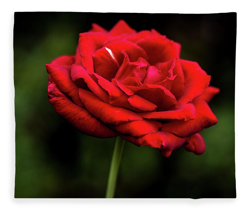 Flower Fleece Blanket featuring the digital art Everlasting by Ed Stines