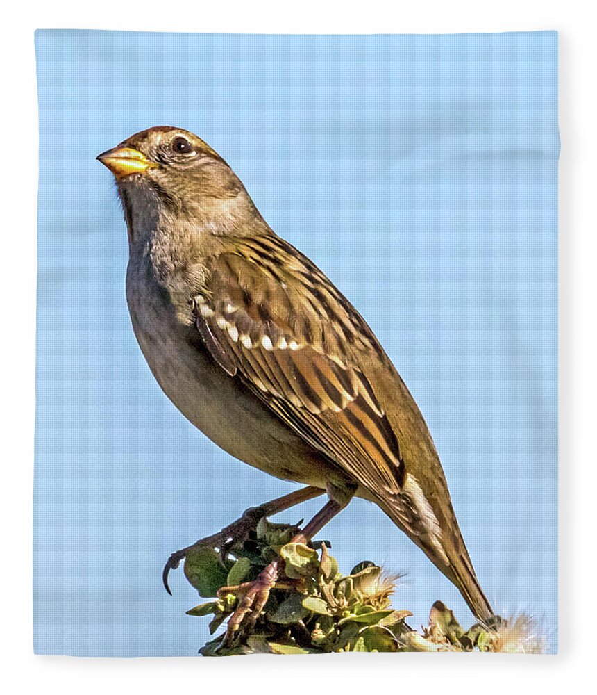 Golden-crowned Sparrow Fleece Blanket featuring the photograph Eye on the Sky by Kate Brown
