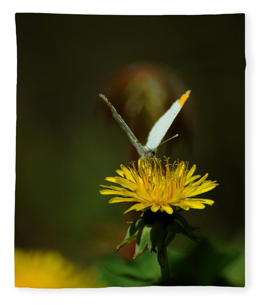 Falcate Orangetip Fleece Blanket featuring the photograph Falcate Orangetip Butterfly on Dandelion by Rebecca Sherman