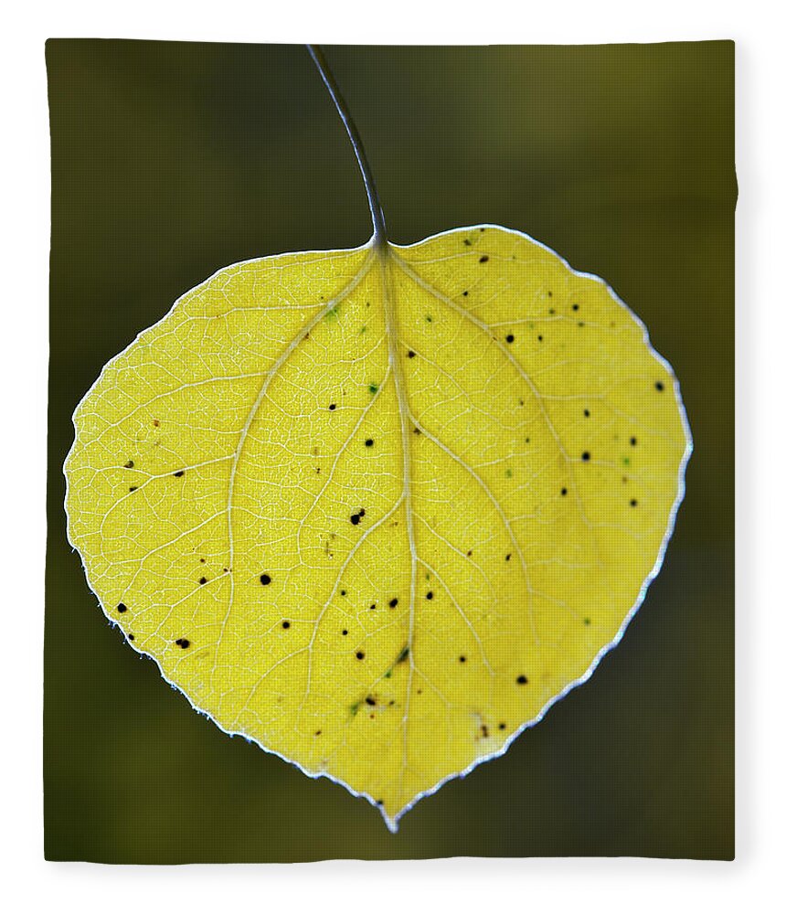 Fall Aspen Leaf Fleece Blanket featuring the photograph Fall Aspen leaf by Gary Langley