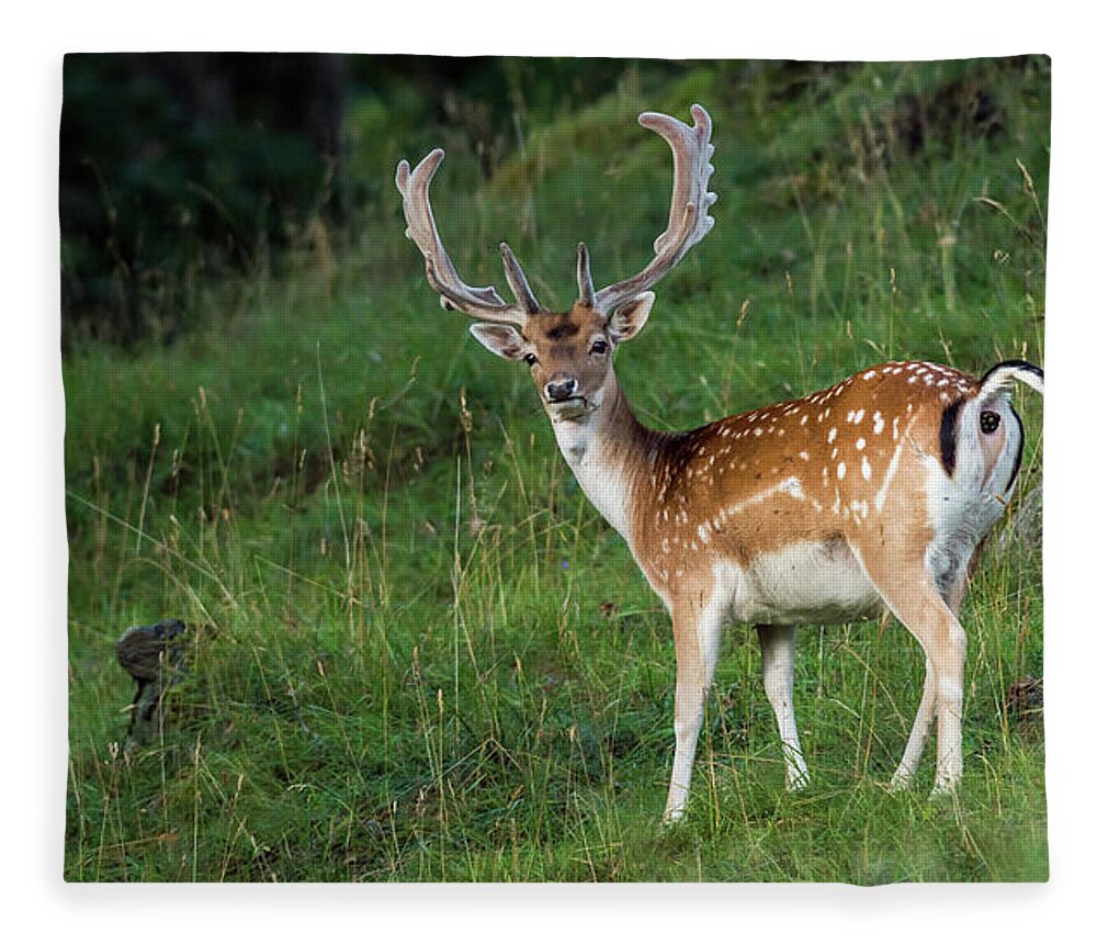 Fallow Deer Buck Fleece Blanket featuring the photograph Fallow Deer Buck by Torbjorn Swenelius