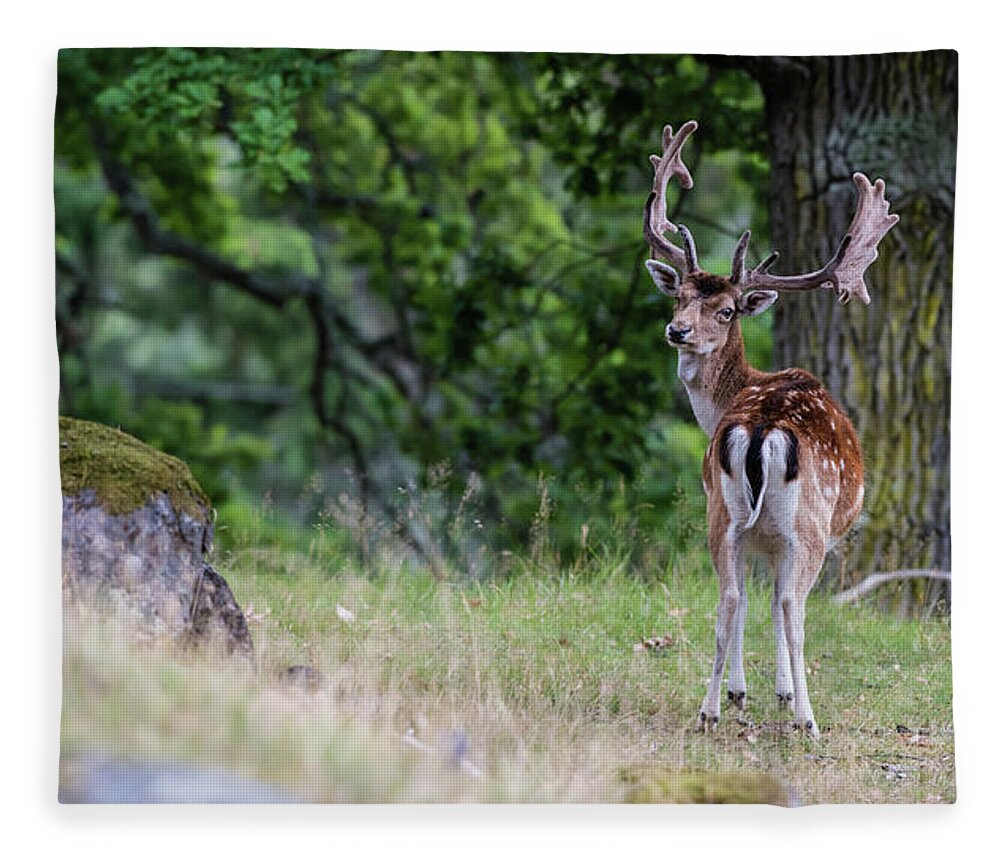 Fallow Deer Fleece Blanket featuring the photograph Fallow deer by Torbjorn Swenelius