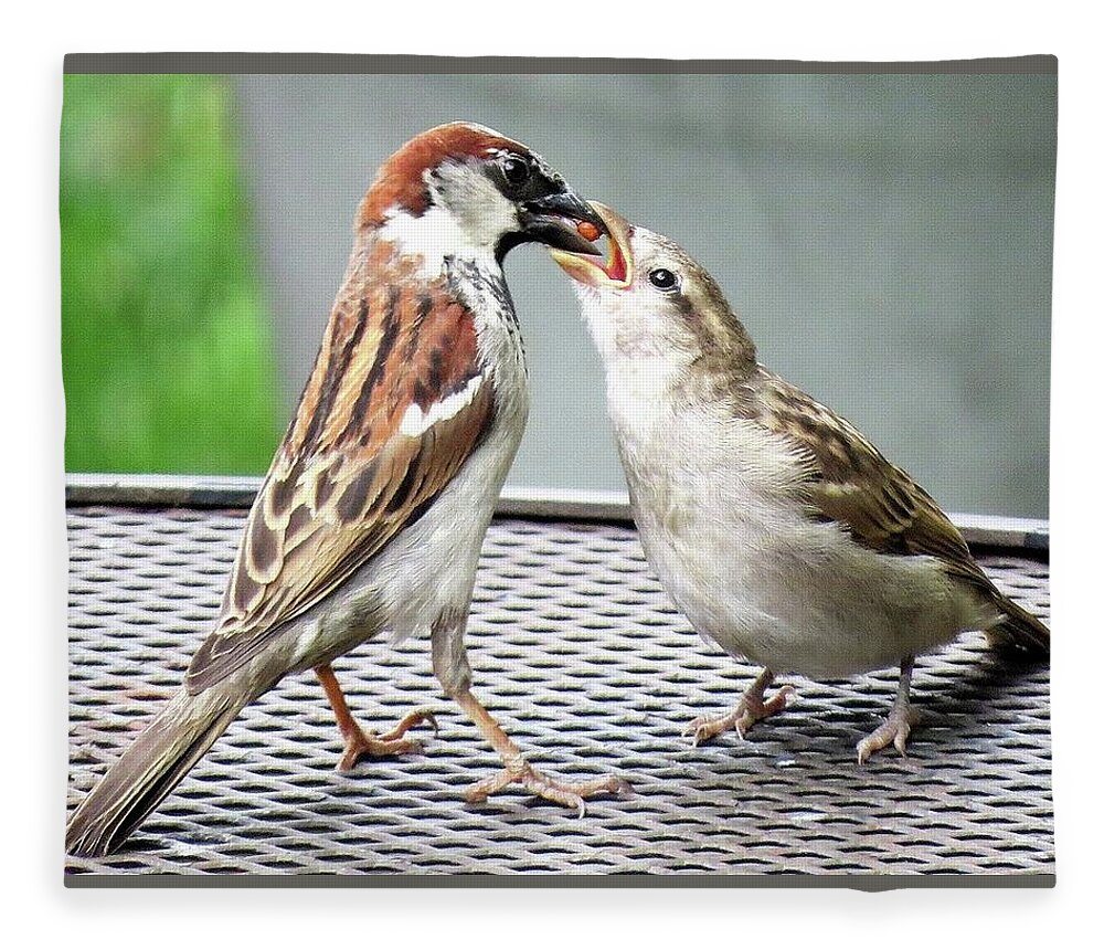 House Sparrows Fleece Blanket featuring the photograph Feeding Time by Linda Stern