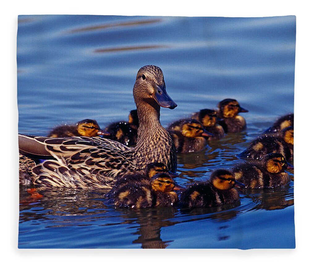 Photography Fleece Blanket featuring the photograph Female Mallard Duck With Chicks by Panoramic Images