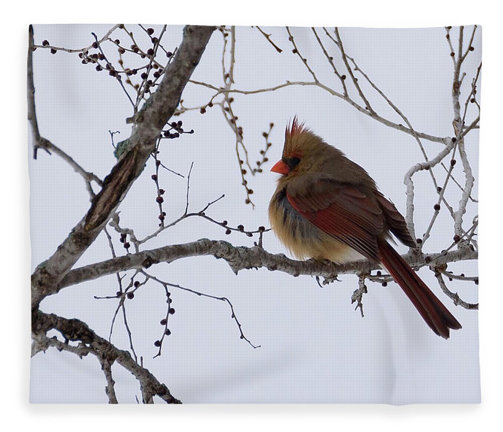 Northern Cardinal Fleece Blanket featuring the photograph Female Northern Cardinal by Holden The Moment