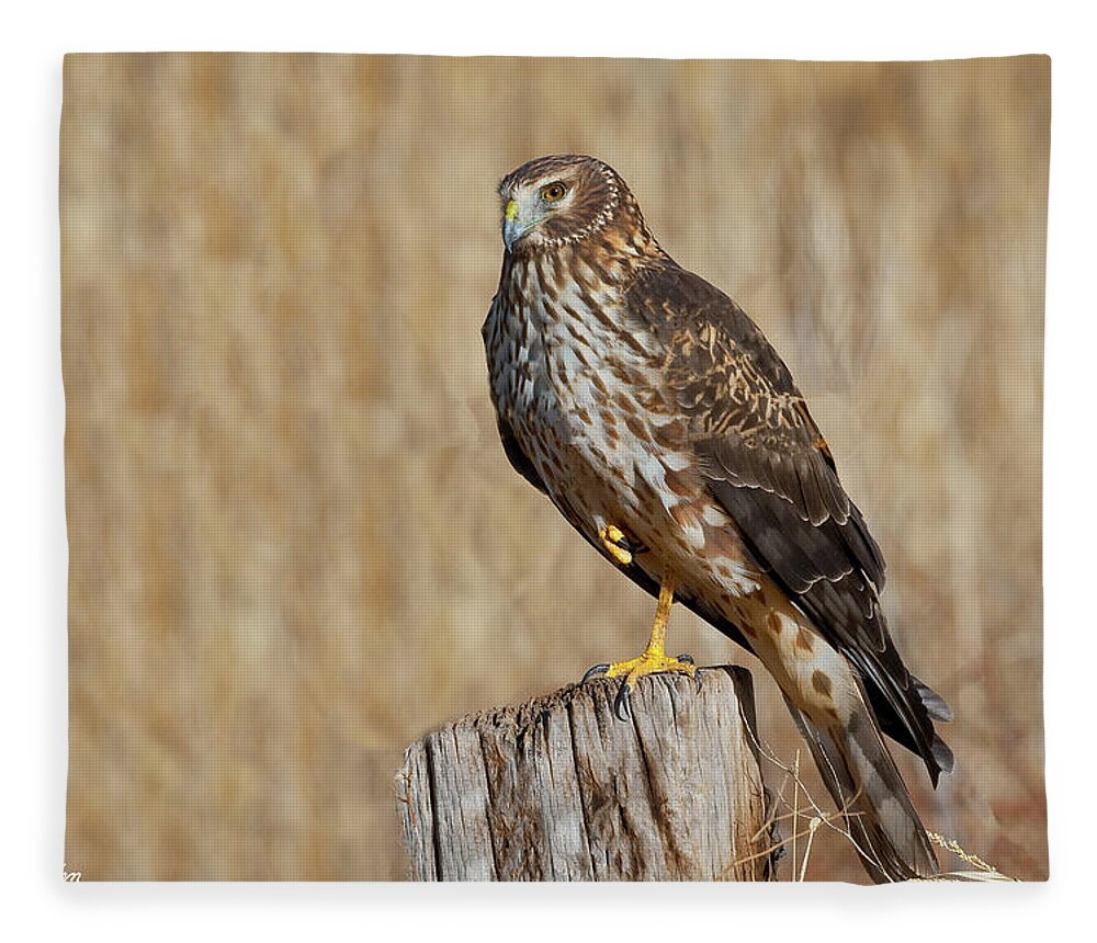 Adult Fleece Blanket featuring the photograph Female Northern Harrier Standing on One Leg by Jeff Goulden