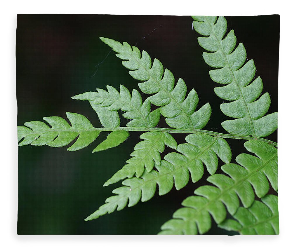 Nature Fleece Blanket featuring the photograph Fern Frond Tip by William Selander