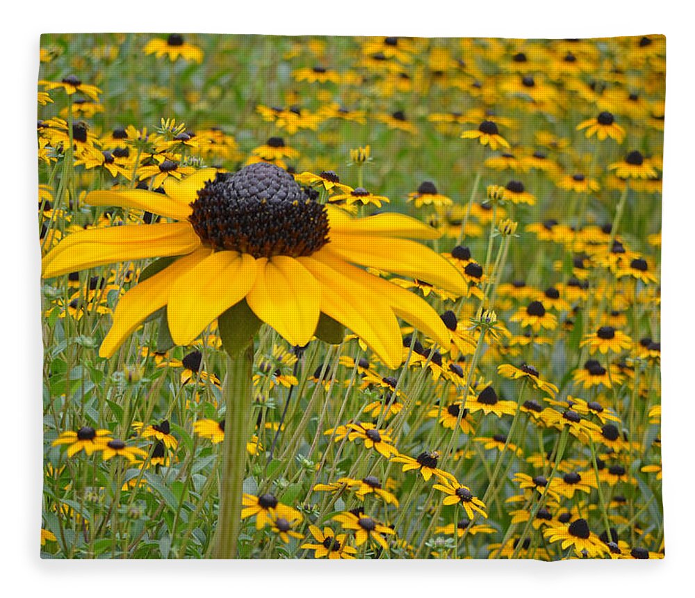 Coneflowers Fleece Blanket featuring the photograph Field of Coneflowers by Sandi OReilly