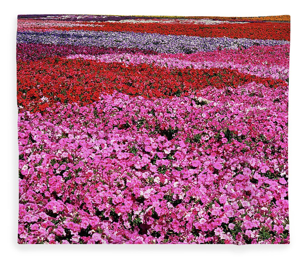 Petunia Fleece Blanket featuring the photograph Field of Petunia Flowers Gilroy California by Kathy Anselmo