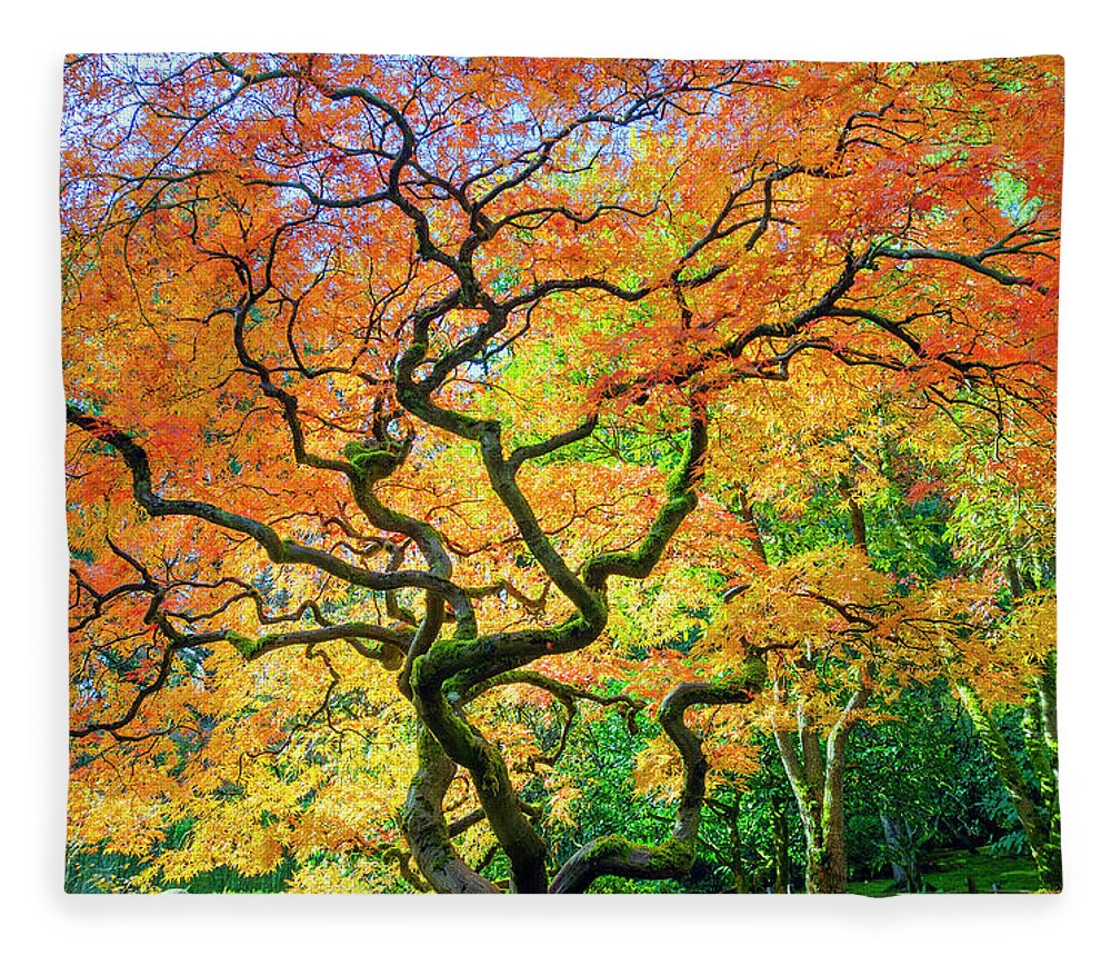 Japanese Maple Fleece Blanket featuring the photograph Fiery Japanese Maple by Kristine Anderson