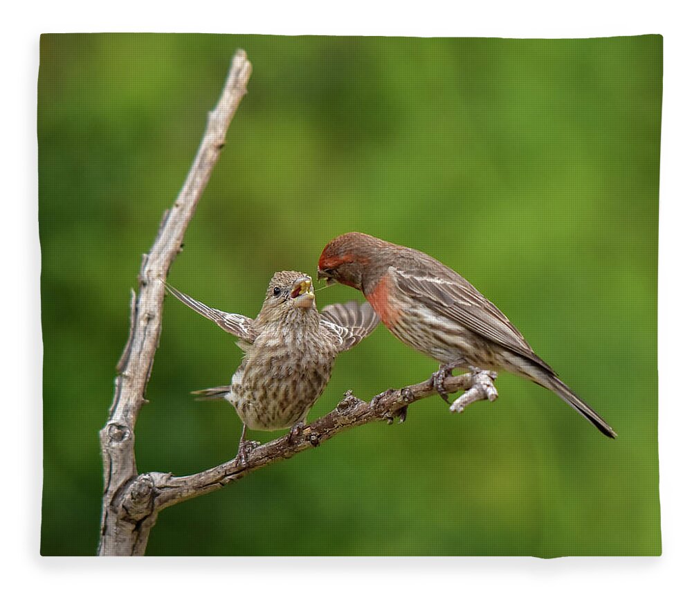 Linda Brody Fleece Blanket featuring the photograph Finch Feeding Time I by Linda Brody